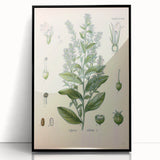 Vintage Botanical Illustration of Lobelia – Botanical Art Prints