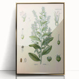 Vintage Botanical Illustration of Lobelia – Botanical Art Prints