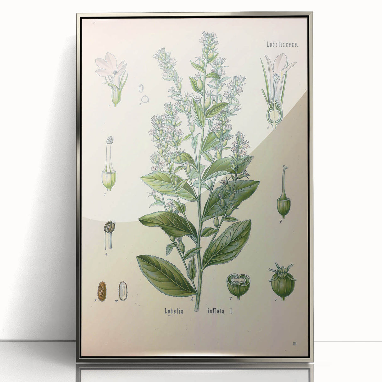 Vintage Botanical Illustration of Lobelia – Botanical Art Prints