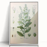 Vintage Botanical Illustration of Lobelia – Botanical Art Prints