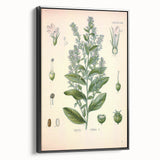 Vintage Botanical Illustration of Lobelia – Botanical Art Prints