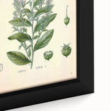 Vintage Botanical Illustration of Lobelia – Botanical Art Prints