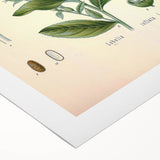 Vintage Botanical Illustration of Lobelia – Botanical Art Prints