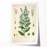 Vintage Botanical Illustration of Lobelia – Botanical Art Prints