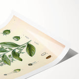 Vintage Botanical Illustration of Lobelia – Botanical Art Prints