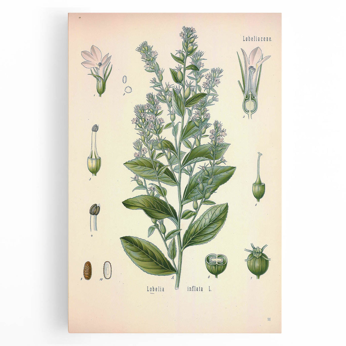 Vintage Botanical Illustration of Lobelia – Botanical Art Prints