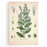 Vintage Botanical Illustration of Lobelia – Botanical Art Prints