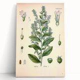 Vintage Botanical Illustration of Lobelia – Botanical Art Prints