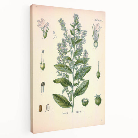 Vintage Botanical Illustration of Lobelia – Botanical Art Prints