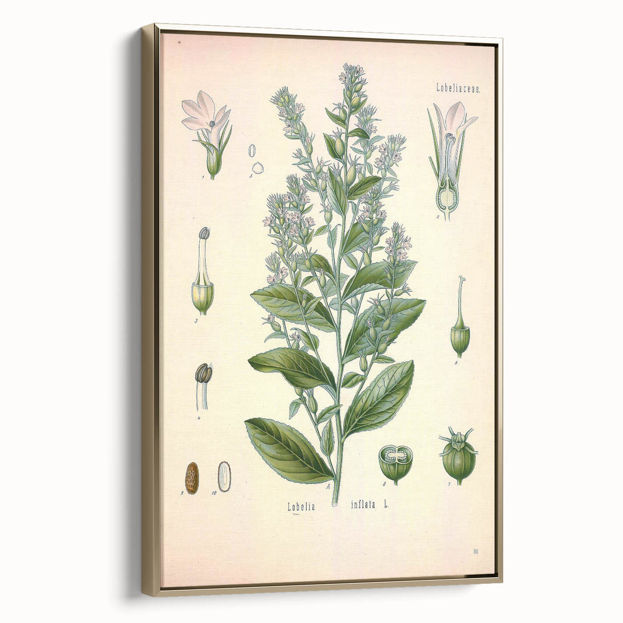 Vintage Botanical Illustration of Lobelia – Botanical Art Prints
