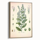 Vintage Botanical Illustration of Lobelia – Botanical Art Prints