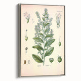 Vintage Botanical Illustration of Lobelia – Botanical Art Prints