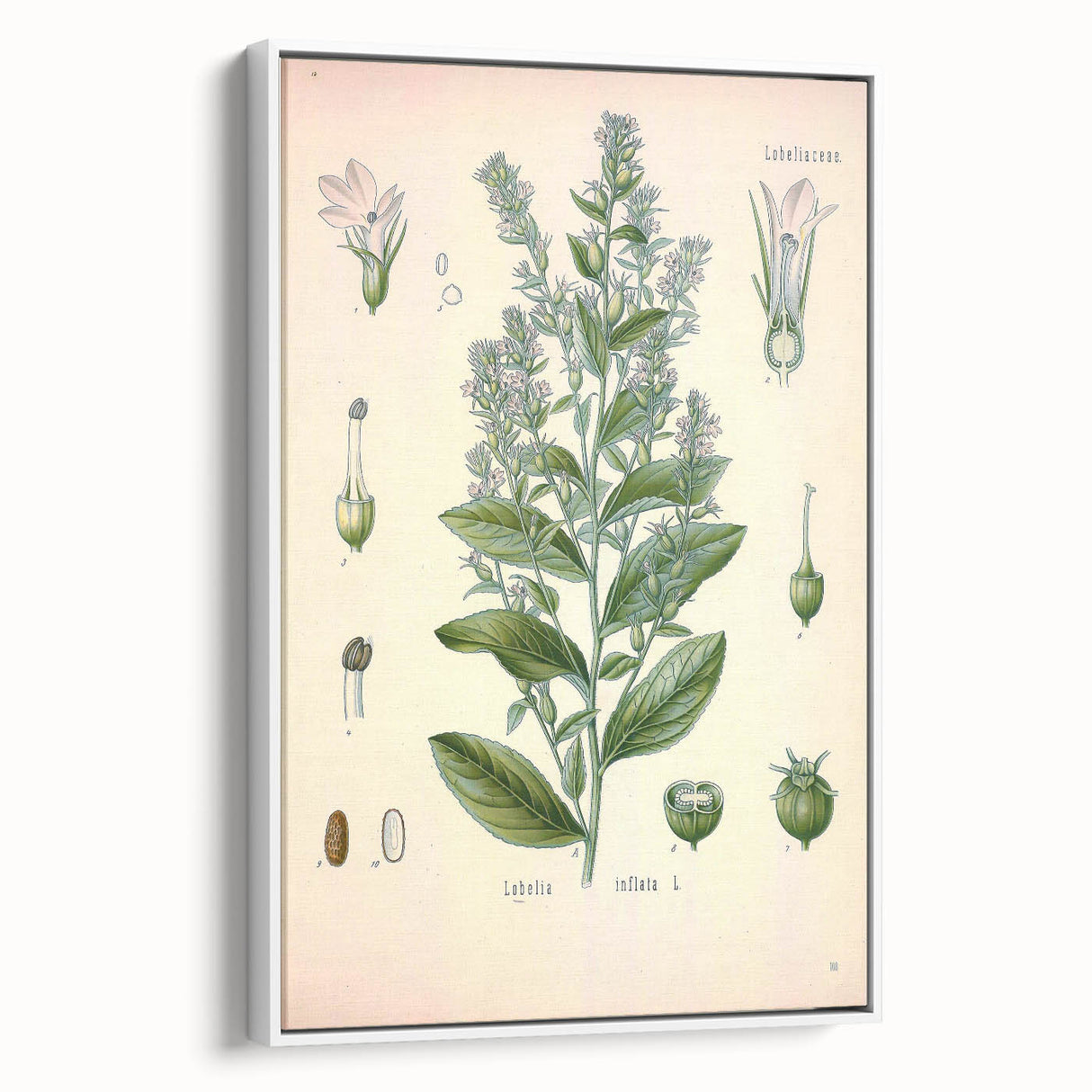 Vintage Botanical Illustration of Lobelia – Botanical Art Prints