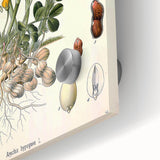 Vintage Botanical Art Print – Arachis Hypogaea with Yellow Flowers