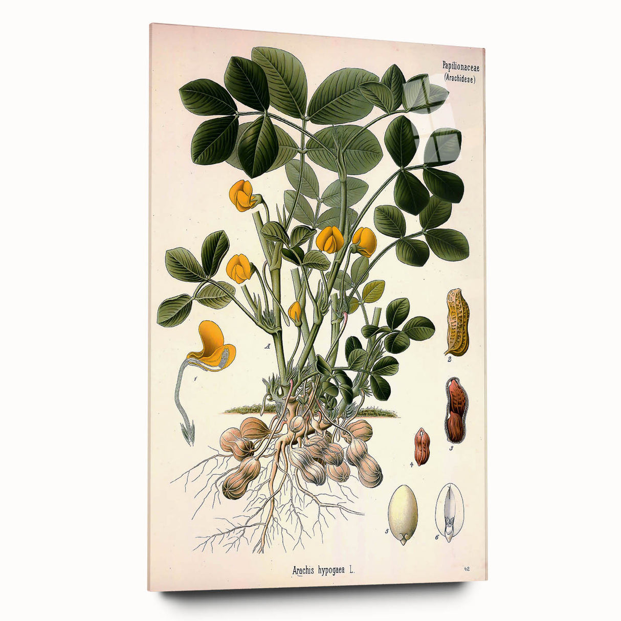 Vintage Botanical Art Print – Arachis Hypogaea with Yellow Flowers