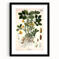 Vintage Botanical Art Print – Arachis Hypogaea with Yellow Flowers