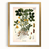 Vintage Botanical Art Print – Arachis Hypogaea with Yellow Flowers