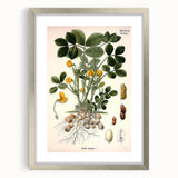 Vintage Botanical Art Print – Arachis Hypogaea with Yellow Flowers