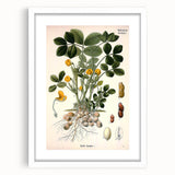 Vintage Botanical Art Print – Arachis Hypogaea with Yellow Flowers