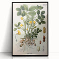 Vintage Botanical Art Print – Arachis Hypogaea with Yellow Flowers