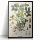 Vintage Botanical Art Print – Arachis Hypogaea with Yellow Flowers