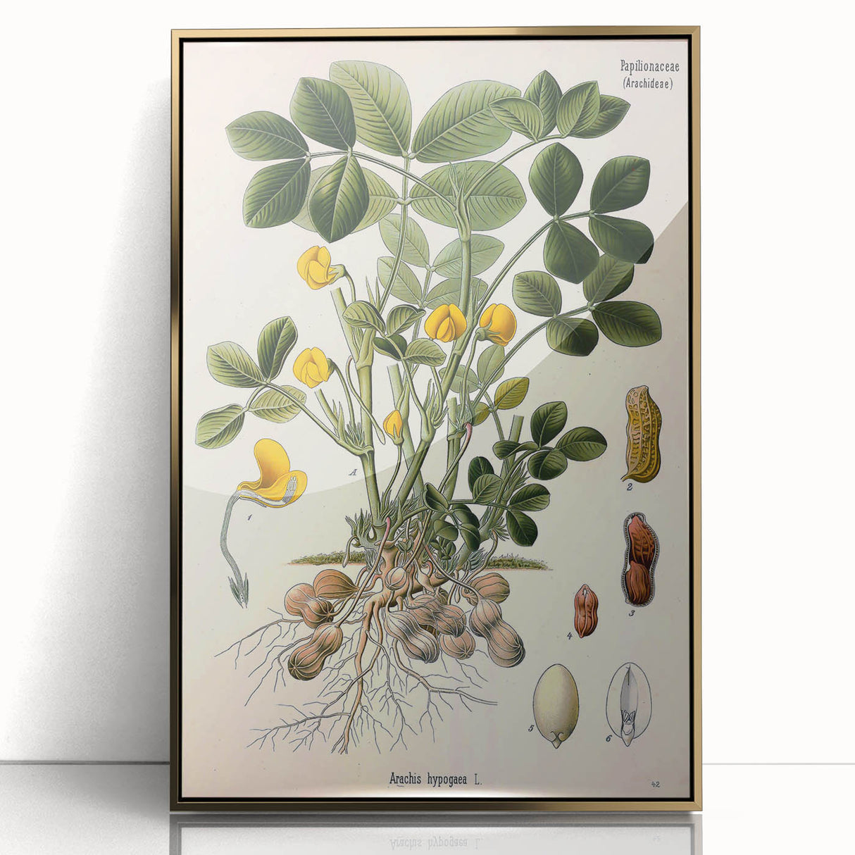 Vintage Botanical Art Print – Arachis Hypogaea with Yellow Flowers