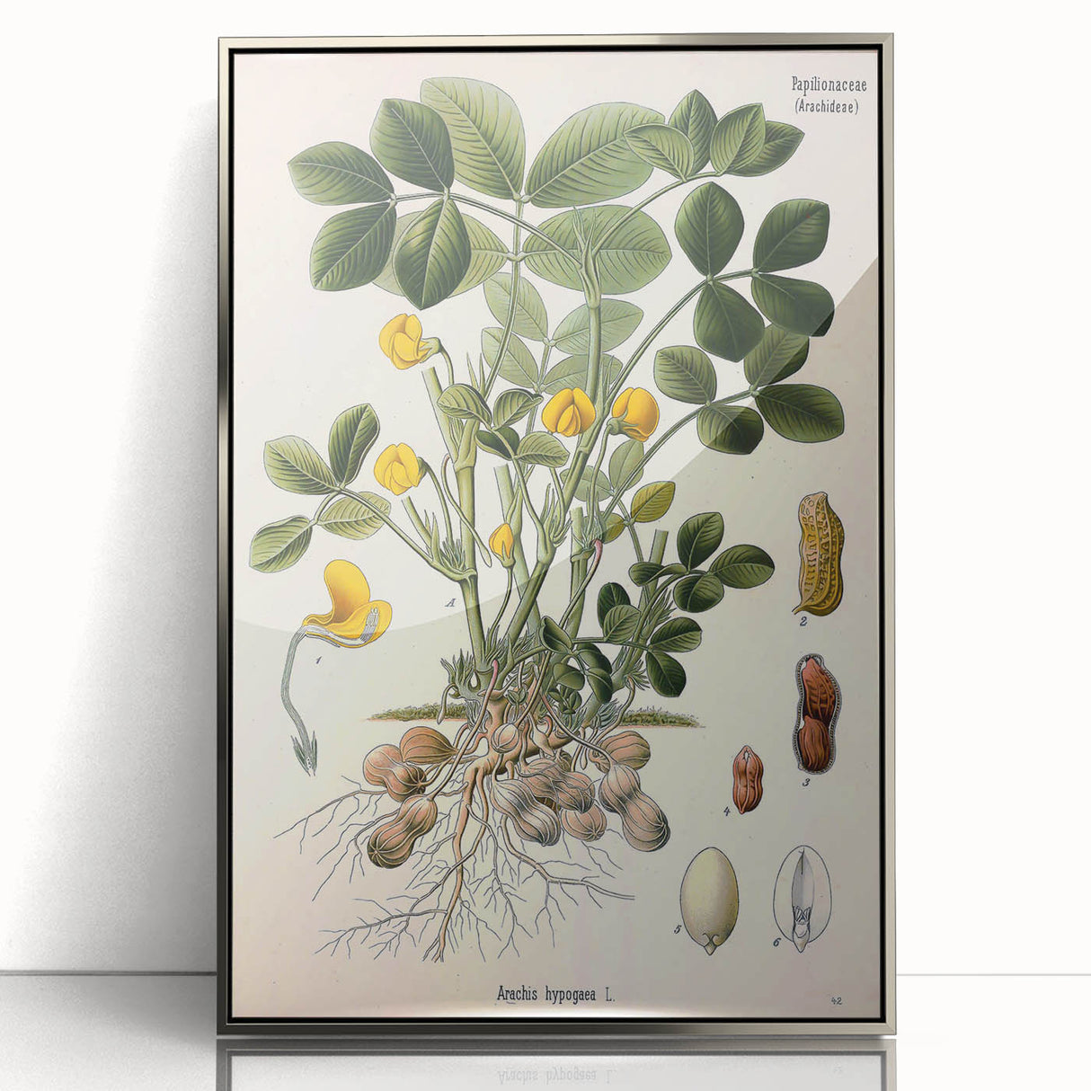 Vintage Botanical Art Print – Arachis Hypogaea with Yellow Flowers
