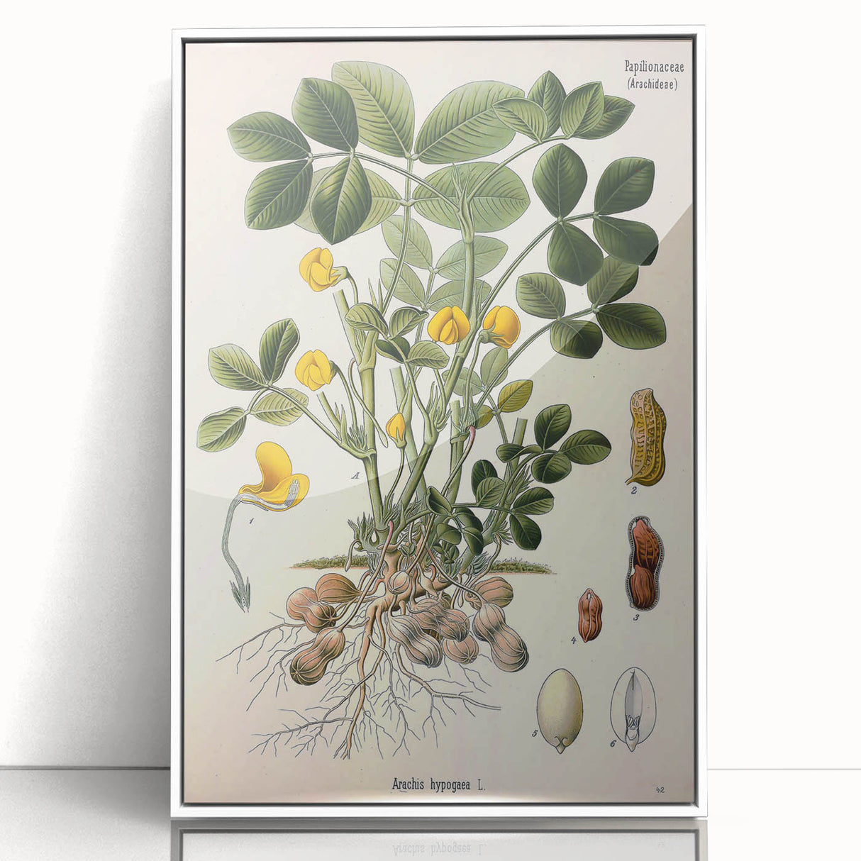 Vintage Botanical Art Print – Arachis Hypogaea with Yellow Flowers