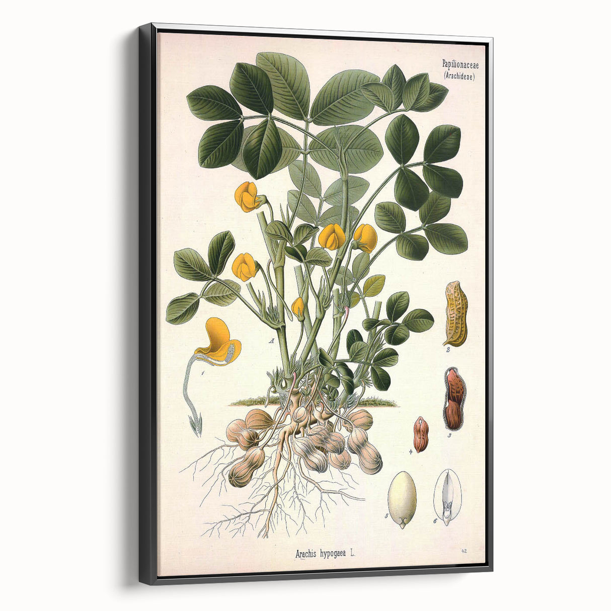 Vintage Botanical Art Print – Arachis Hypogaea with Yellow Flowers