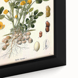 Vintage Botanical Art Print – Arachis Hypogaea with Yellow Flowers
