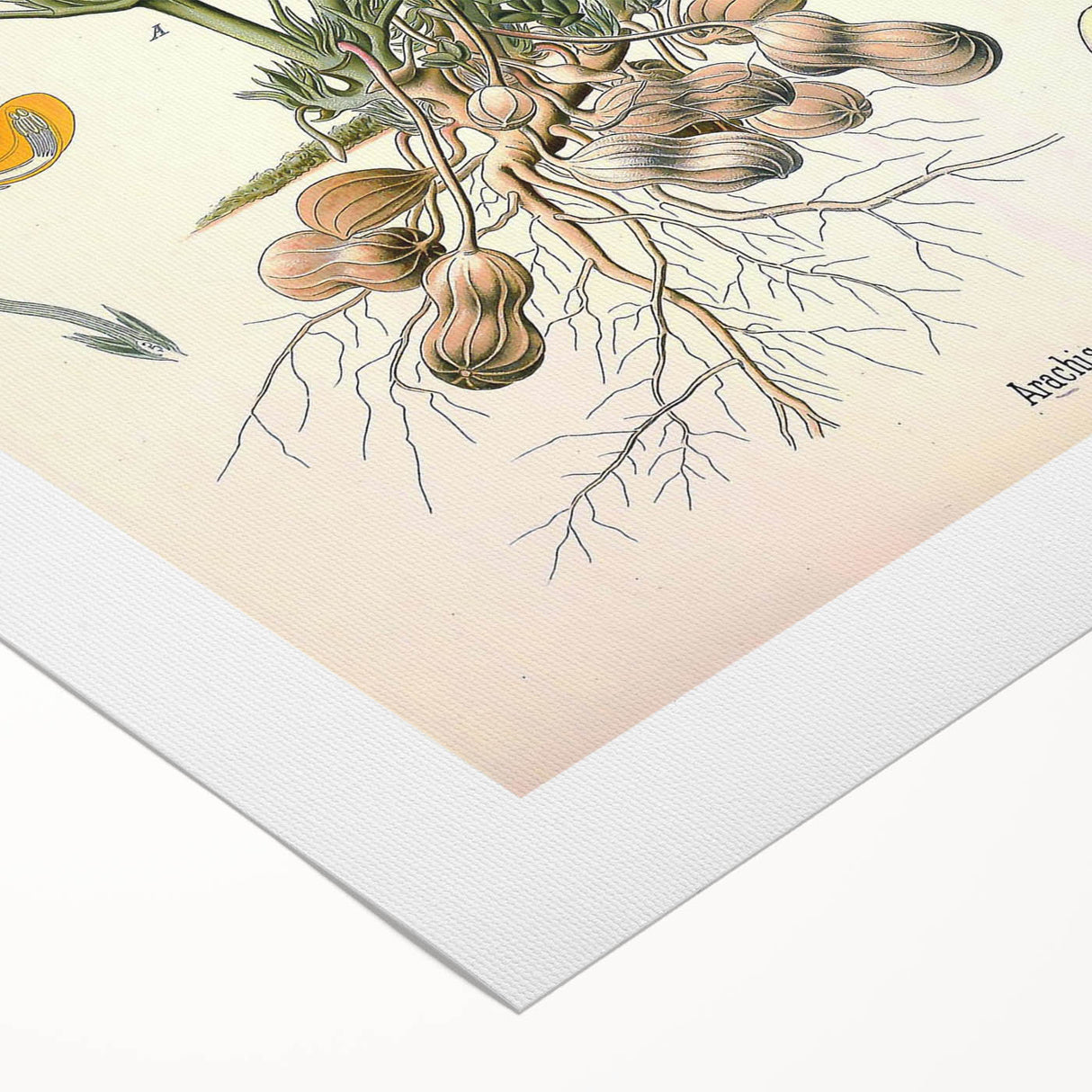 Vintage Botanical Art Print – Arachis Hypogaea with Yellow Flowers