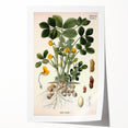 Vintage Botanical Art Print – Arachis Hypogaea with Yellow Flowers