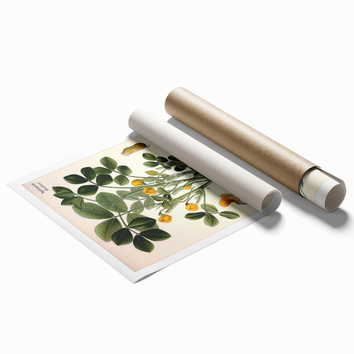 Vintage Botanical Art Print – Arachis Hypogaea with Yellow Flowers