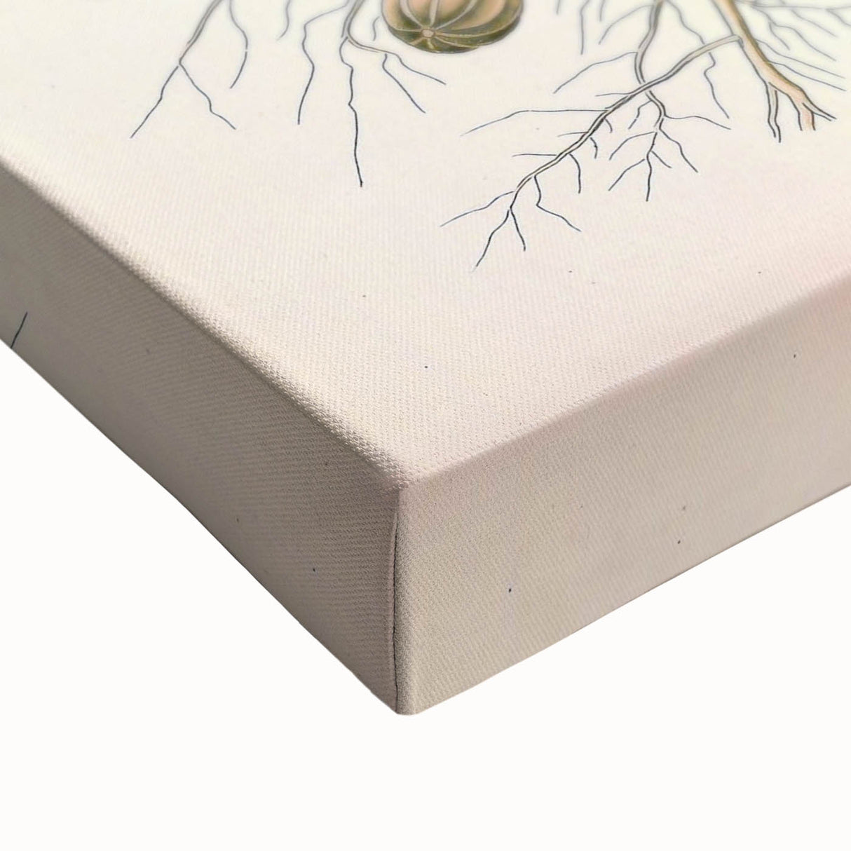 Vintage Botanical Art Print – Arachis Hypogaea with Yellow Flowers