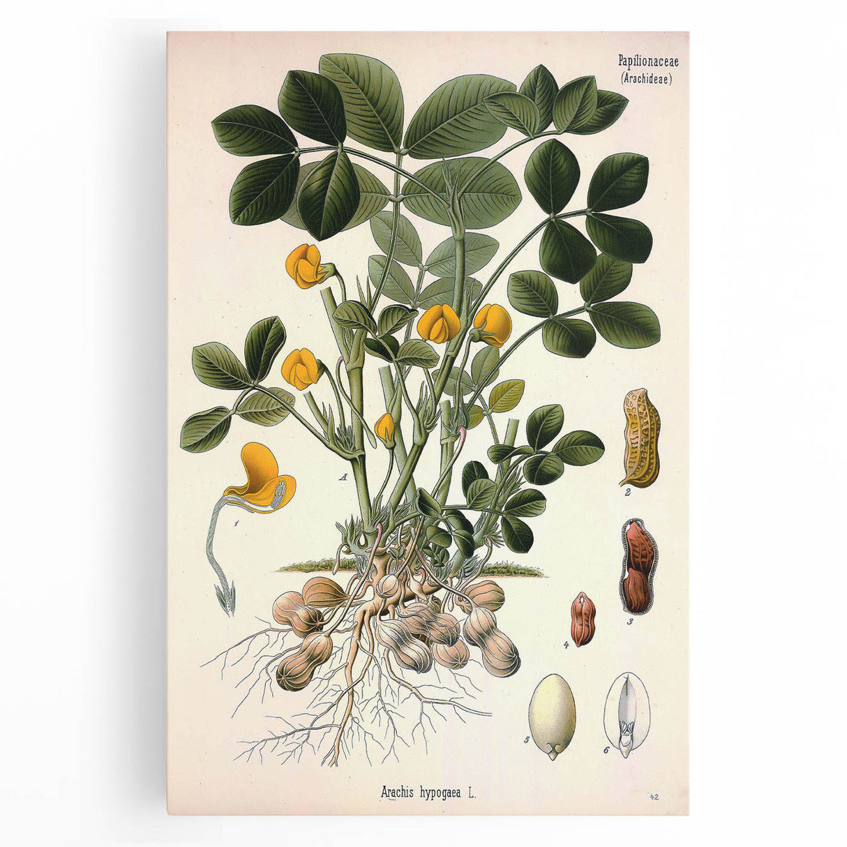 Vintage Botanical Art Print – Arachis Hypogaea with Yellow Flowers