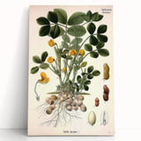 Vintage Botanical Art Print – Arachis Hypogaea with Yellow Flowers