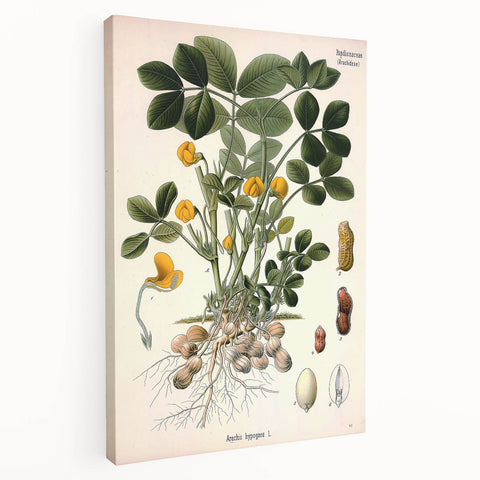 Vintage Botanical Art Print – Arachis Hypogaea with Yellow Flowers