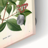 Vintage Botanical Art Print – Santalum Album with Red Flowers