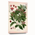 Vintage Botanical Art Print – Santalum Album with Red Flowers