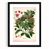 Vintage Botanical Art Print – Santalum Album with Red Flowers