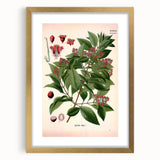 Vintage Botanical Art Print – Santalum Album with Red Flowers