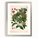 Vintage Botanical Art Print – Santalum Album with Red Flowers