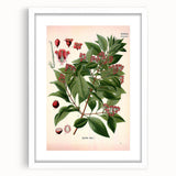 Vintage Botanical Art Print – Santalum Album with Red Flowers