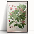 Vintage Botanical Art Print – Santalum Album with Red Flowers