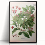 Vintage Botanical Art Print – Santalum Album with Red Flowers
