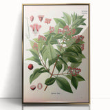 Vintage Botanical Art Print – Santalum Album with Red Flowers