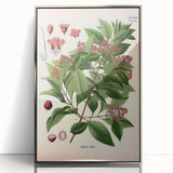 Vintage Botanical Art Print – Santalum Album with Red Flowers