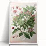 Vintage Botanical Art Print – Santalum Album with Red Flowers