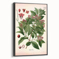 Vintage Botanical Art Print – Santalum Album with Red Flowers