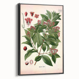 Vintage Botanical Art Print – Santalum Album with Red Flowers